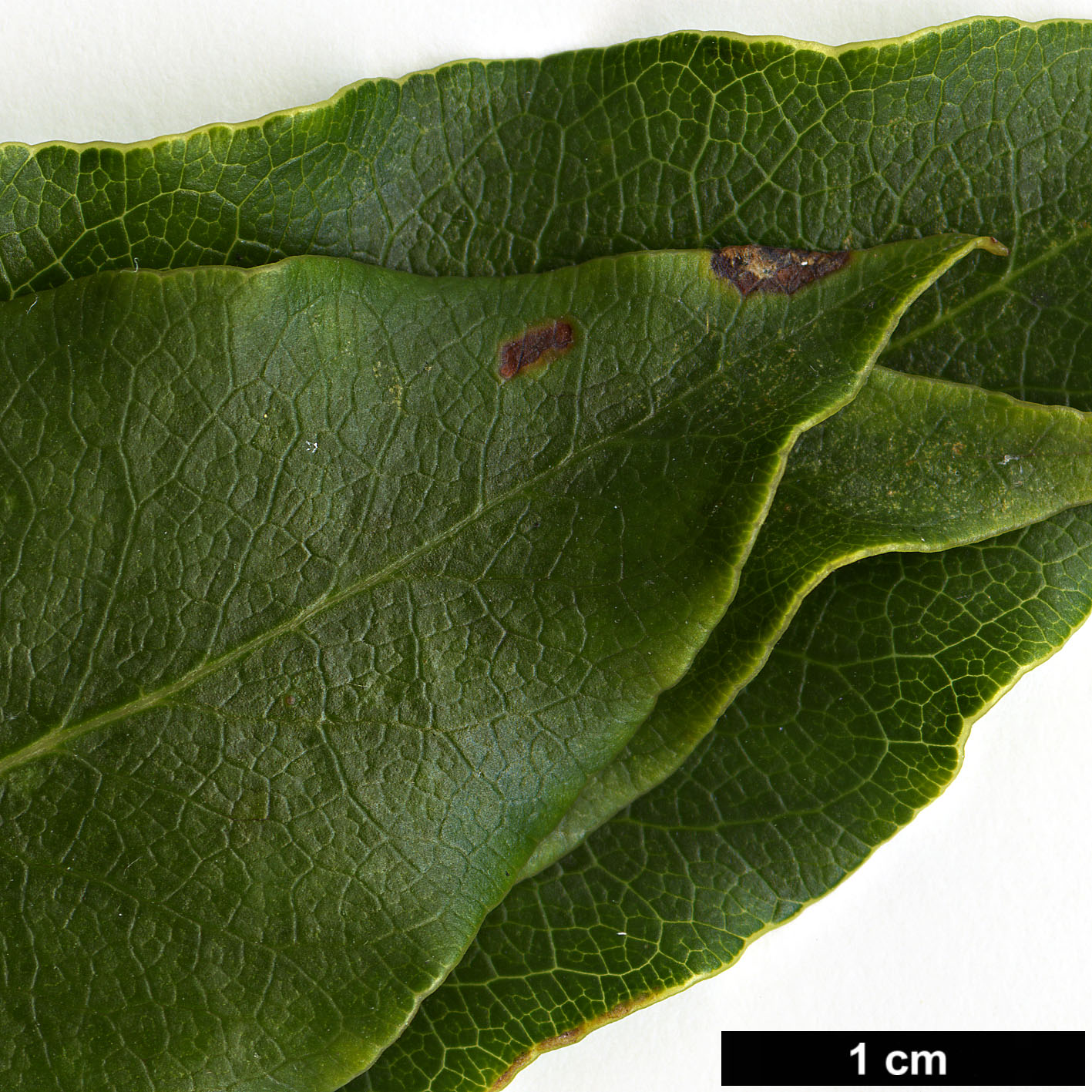 High resolution image: Family: Pittosporaceae - Genus: Pittosporum - Taxon: undulatum High resolution image: Family: Pittosporaceae - Genus: Pittosporum - Taxon: undulatum